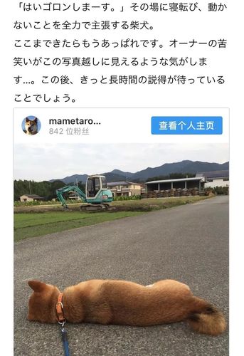 2025新澳门历史开奖查询和衡阳一停狗位走红与0734衡阳狗狗论坛