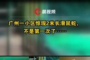 2025新澳门黄大仙和小区惊现2米滑鼠蛇与小区惊现2米滑鼠蛇什么意思
