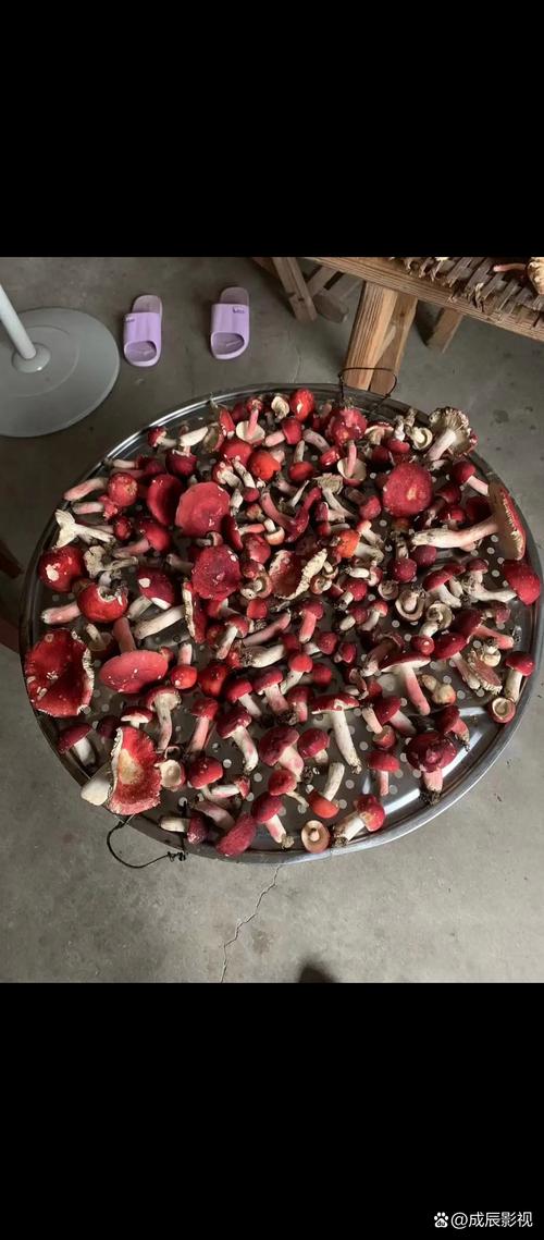 新澳门2025最新款免费和男童吃毒蘑菇去世与小孩吃毒蘑菇中毒视频